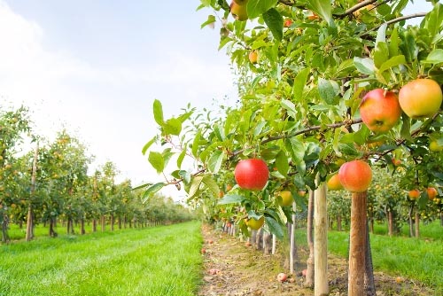 Top 6 Farms To Pick Fall Fruits