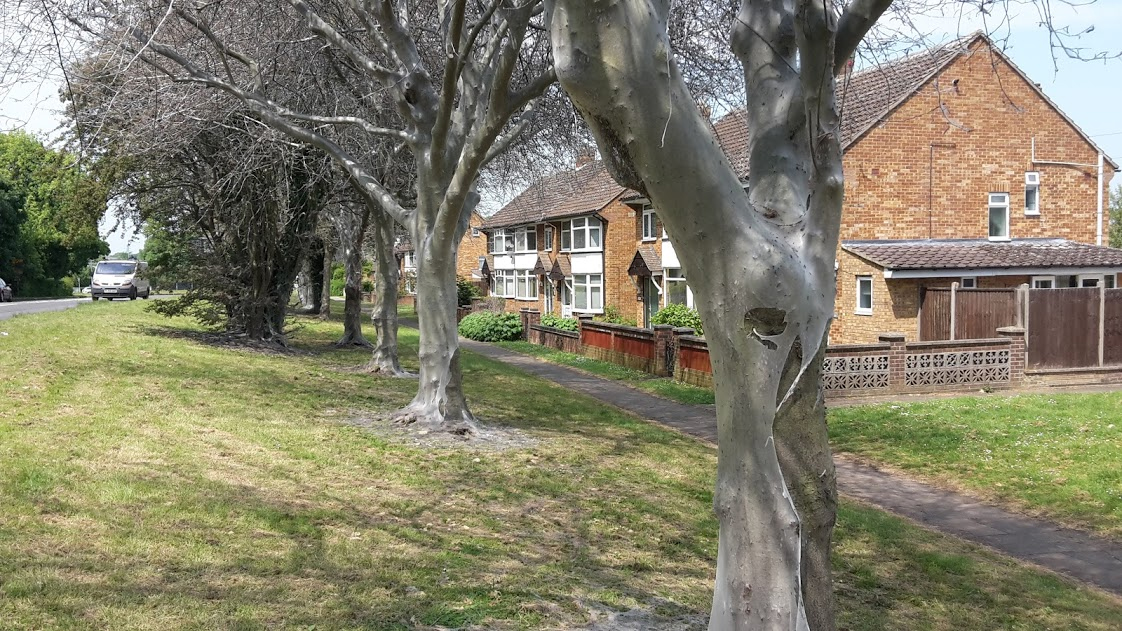 Creepy Crawly Cherry Trees in Corby, its Caterpillar Heaven